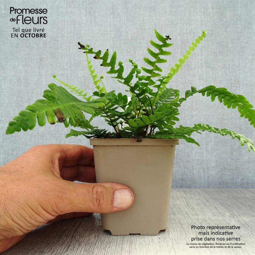 Ejemplar de Blechnum spicant -  Fougère pectinée Godet de 9cm entregado en otoño