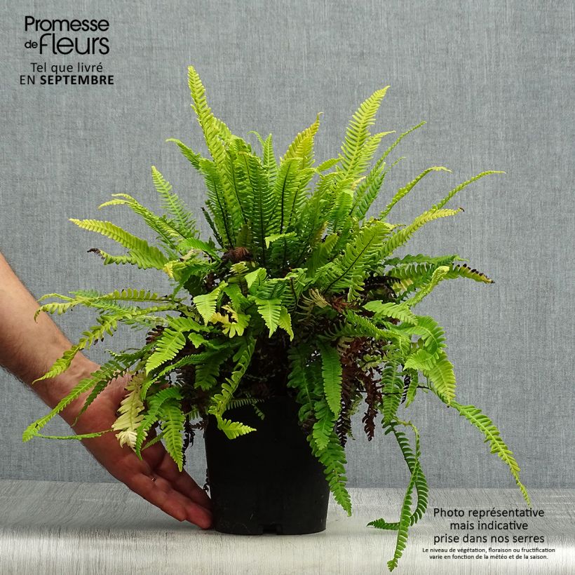 Ejemplar de Blechnum spicant -  Fougère pectinée Pot de 2/3 L entregado en otoño