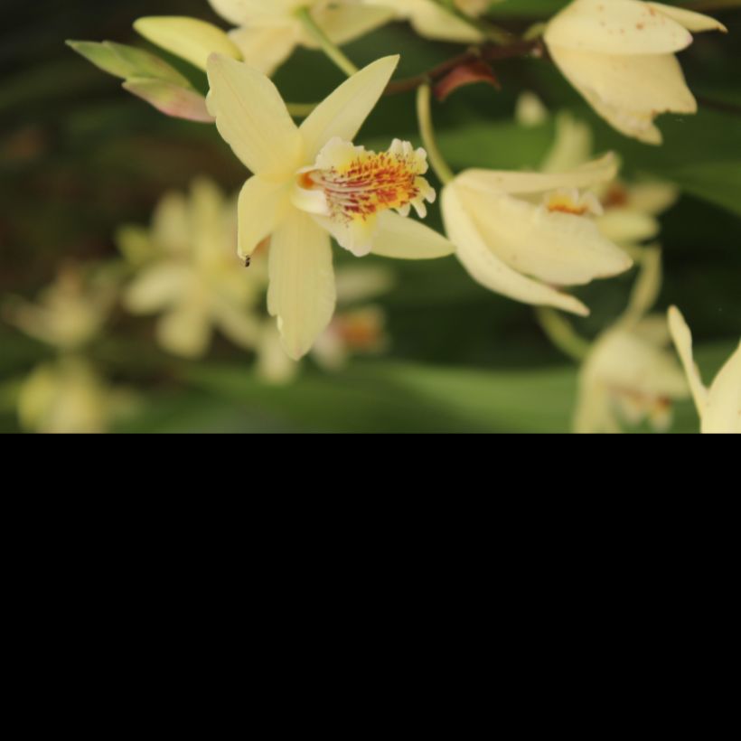 Bletilla ochracea (Floración)