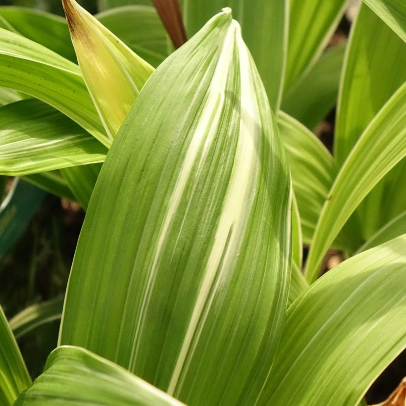 Bletilla striata Alba (Follaje)