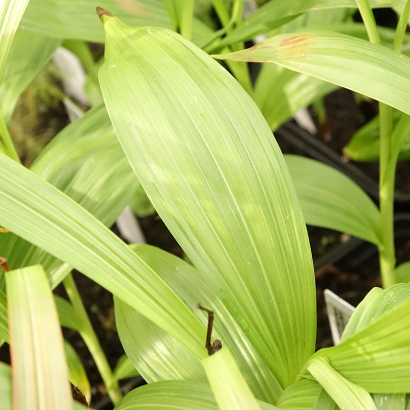 Bletilla striata Alba (Follaje)