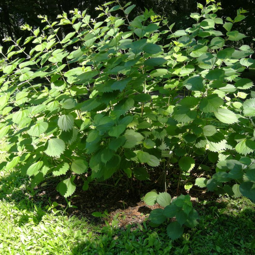 Boehmeria cylindrica - Ramio (Porte)