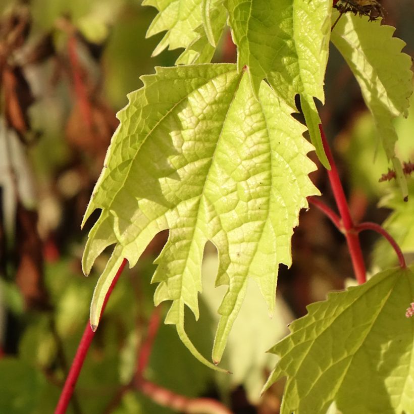 Boehmeria tricuspis - Ramio (Follaje)