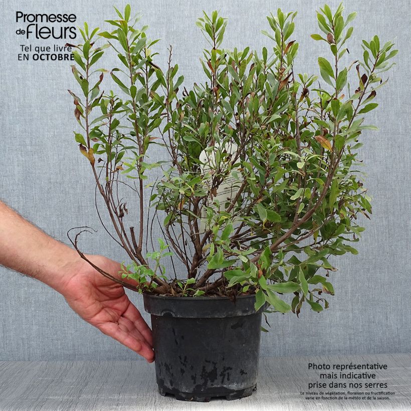 Ejemplar de Bois-sent-bon - Myrica gale Pot de 2L/3L entregado en otoño