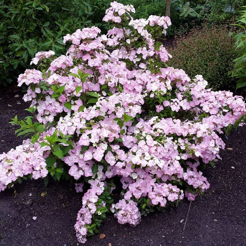 Hortensia French Bolero - Hydrangea (Floración)