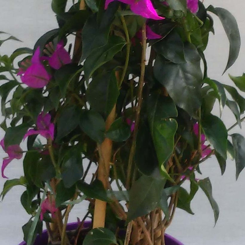 Bougainvillea glabra Sanderiana (Follaje)