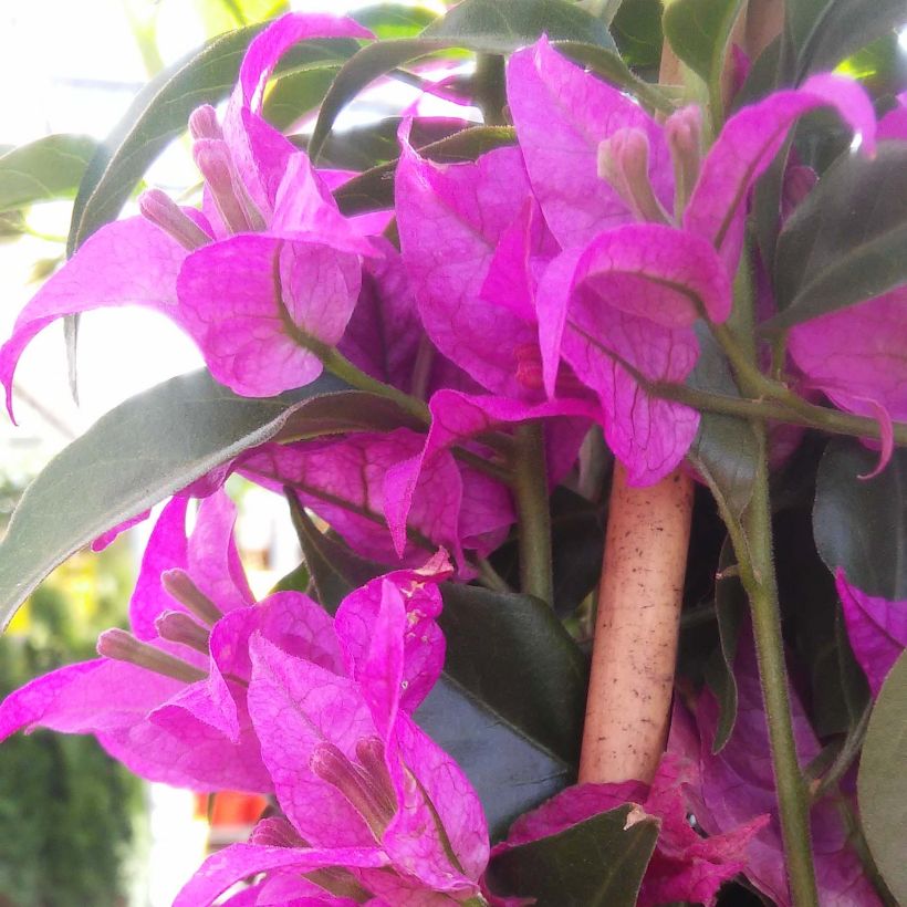 Bougainvillea glabra Sanderiana (Floración)