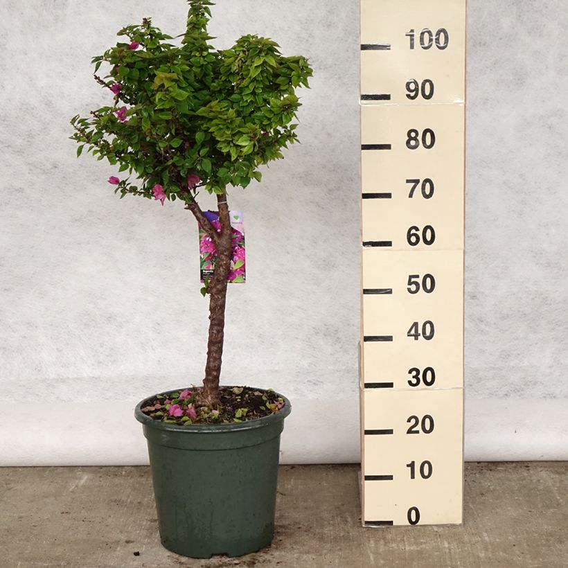 Bougainvillier Mini Thaï en pot de 15L Ejemplar entregado en la primavera