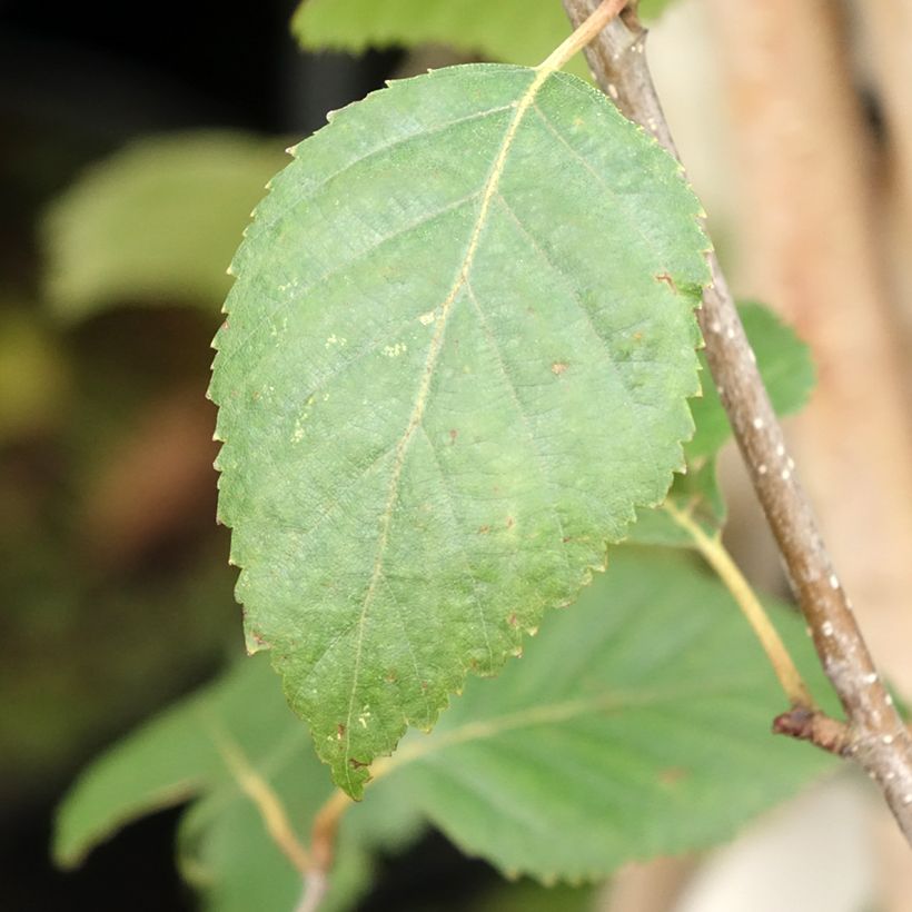 Abedul del Himalaya jacquemontii (Follaje)