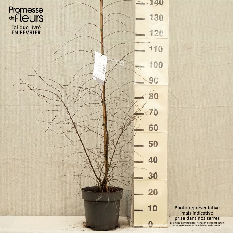 Bouleau pleureur - Betula pendula Karaca - Pot de 7,5L/10L Ejemplar entregado en invierno