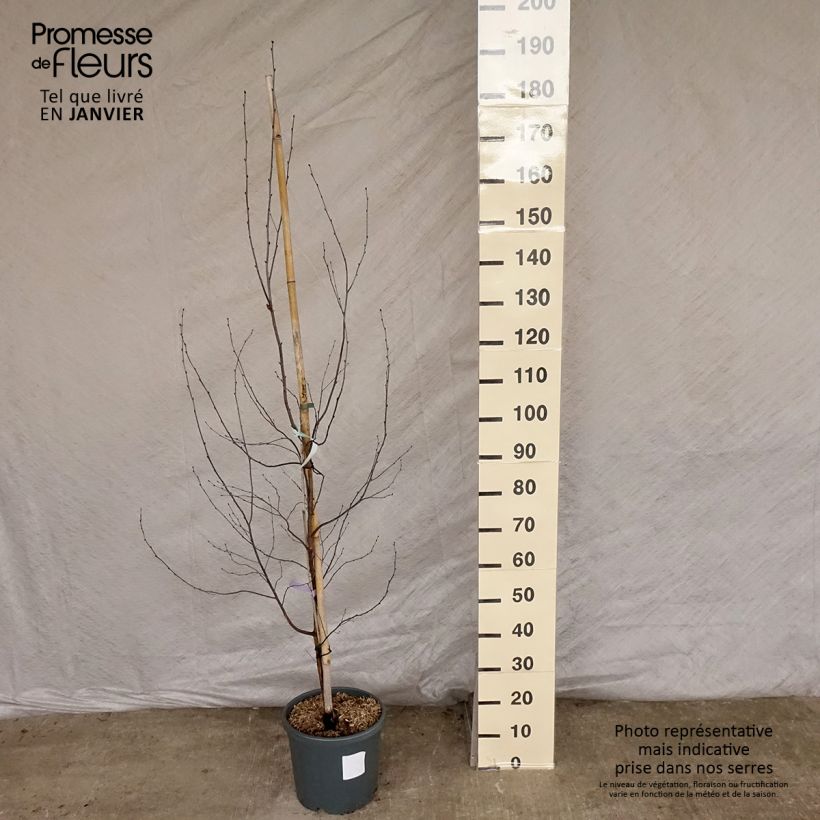 Bouleau pourpre - Betula pendula Royal Frost Pot de 7.5L./10L. Ejemplar entregado en invierno