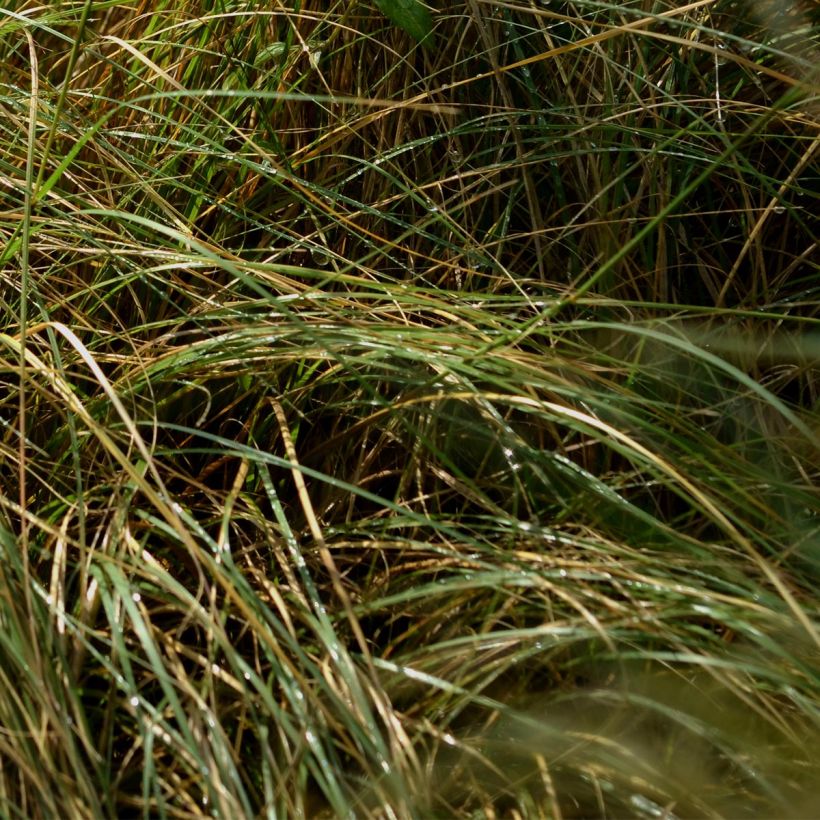 Bouteloua gracilis - Grama azul (Follaje)