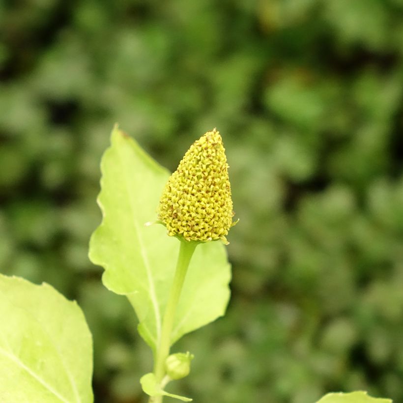 Hierba de los dientes - Acmella oleracea (Floración)