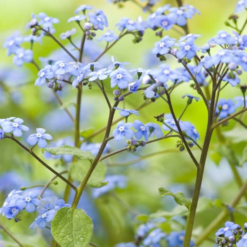 Brunnera macrophylla - Buglosa (Floración)