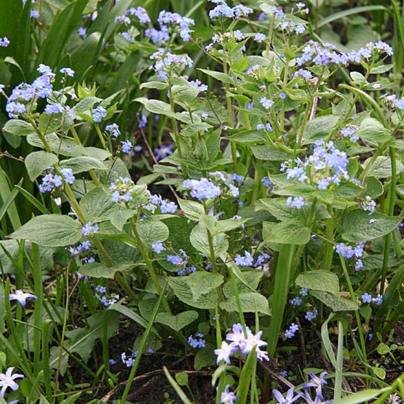 Brunnera macrophylla - Buglosa (Porte)