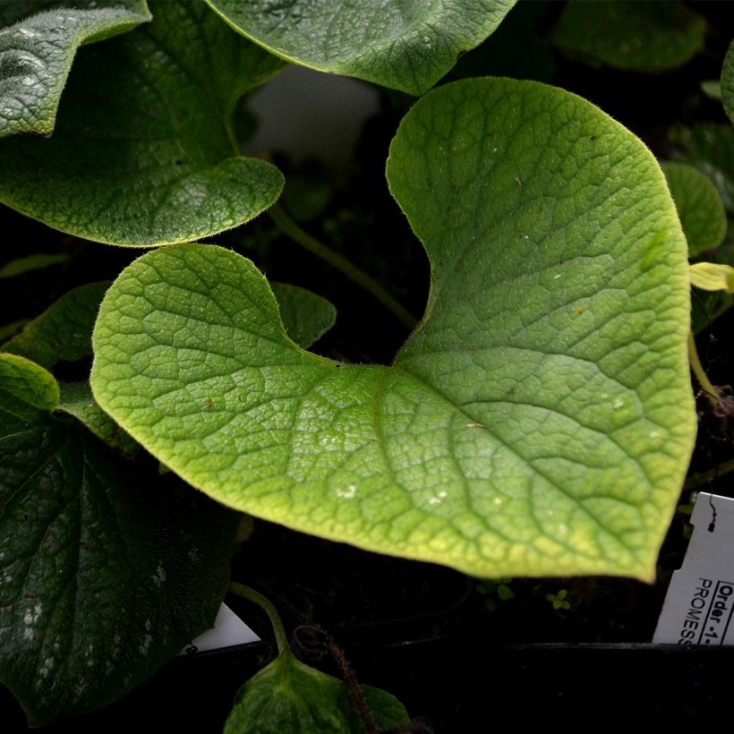 Brunnera macrophylla Langtrees (Follaje)