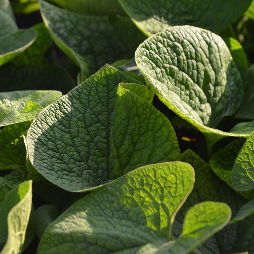 Brunnera macrophylla - Buglosa (Follaje)