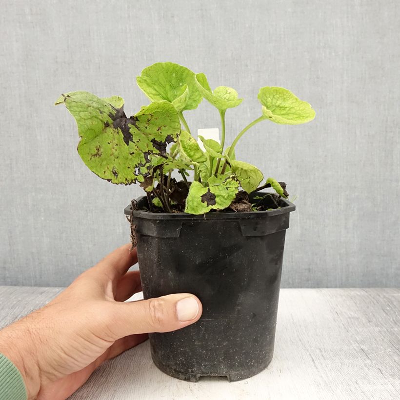 Ejemplar de Brunnera macrophylla - Buglosa Maceta 2L/3L entregado en verano