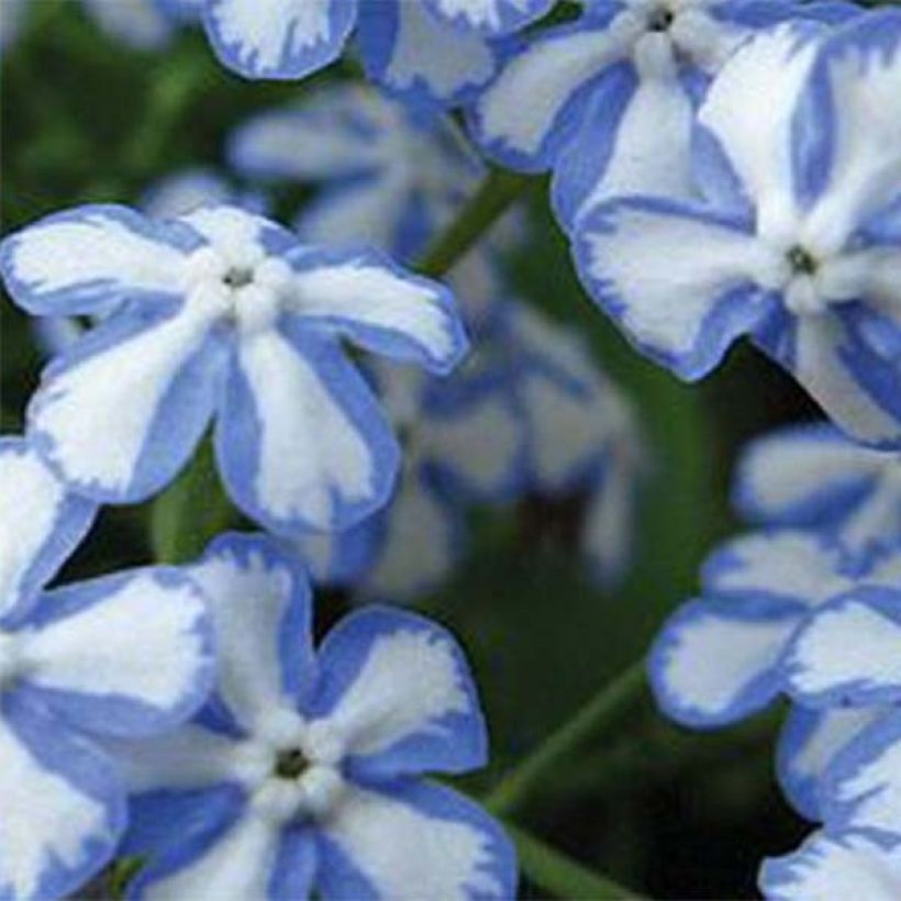 Brunnera macrophylla Starry Eyes (Floración)