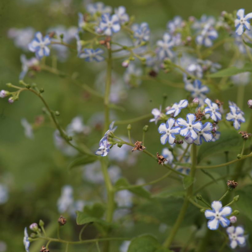 Brunnera macrophylla Starry Eyes (Porte)