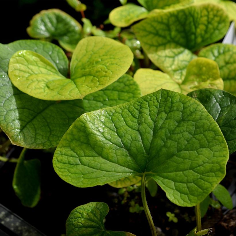 Brunnera sibirica - Nomeolvides siberiano (Follaje)