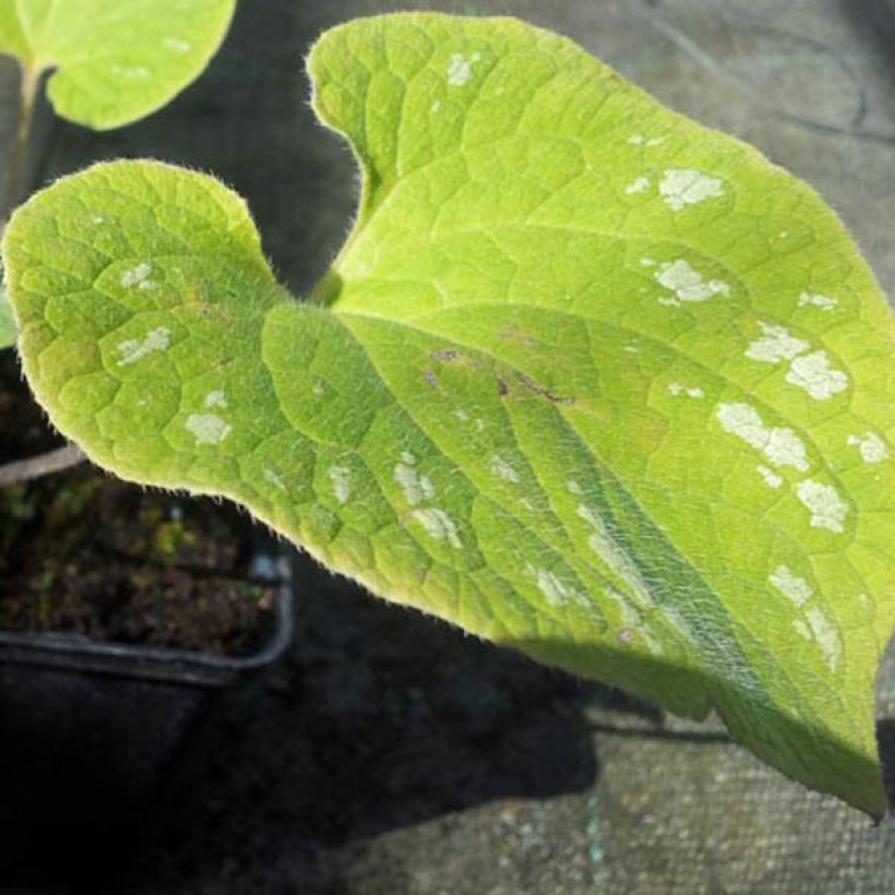 Brunnera macrophylla Silver Wings (Follaje)