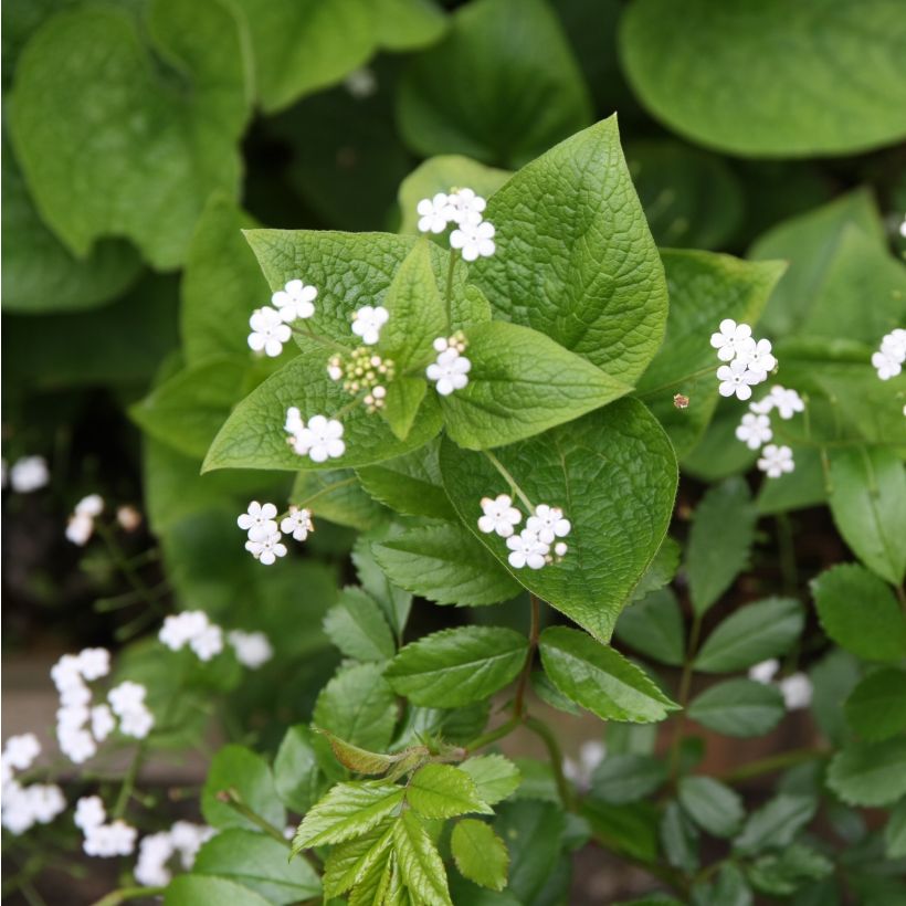 Brunnera macrophylla Betty Bowring (Floración)