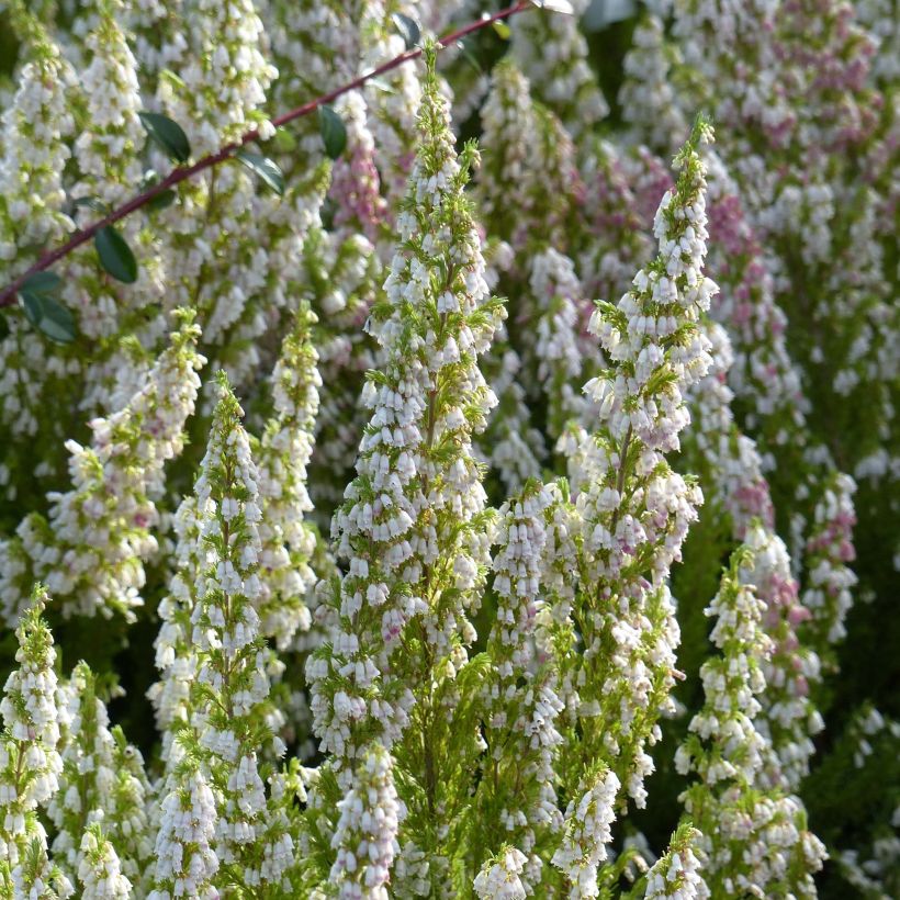 Erica arborea Great Star Le Vasterival - Brezo blanco (Floración)