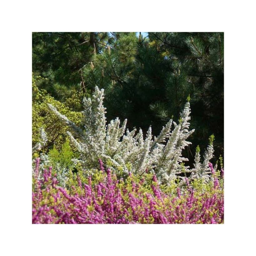 Erica arborea Pink Joy - Brezo blanco (Porte)