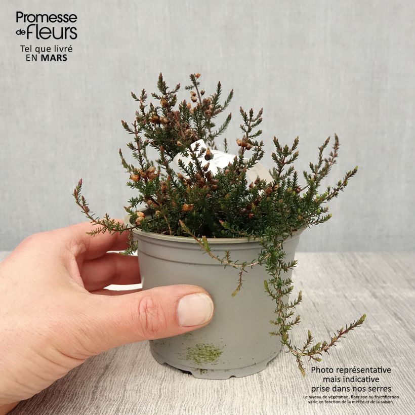 Bruyère cendrée - Erica cinerea C.D. Eason - Pot de 12 cm Ejemplar entregado en la primavera