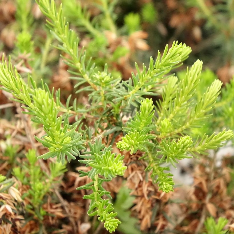 Erica cinerea Alba - Brezo ceniciento (Follaje)