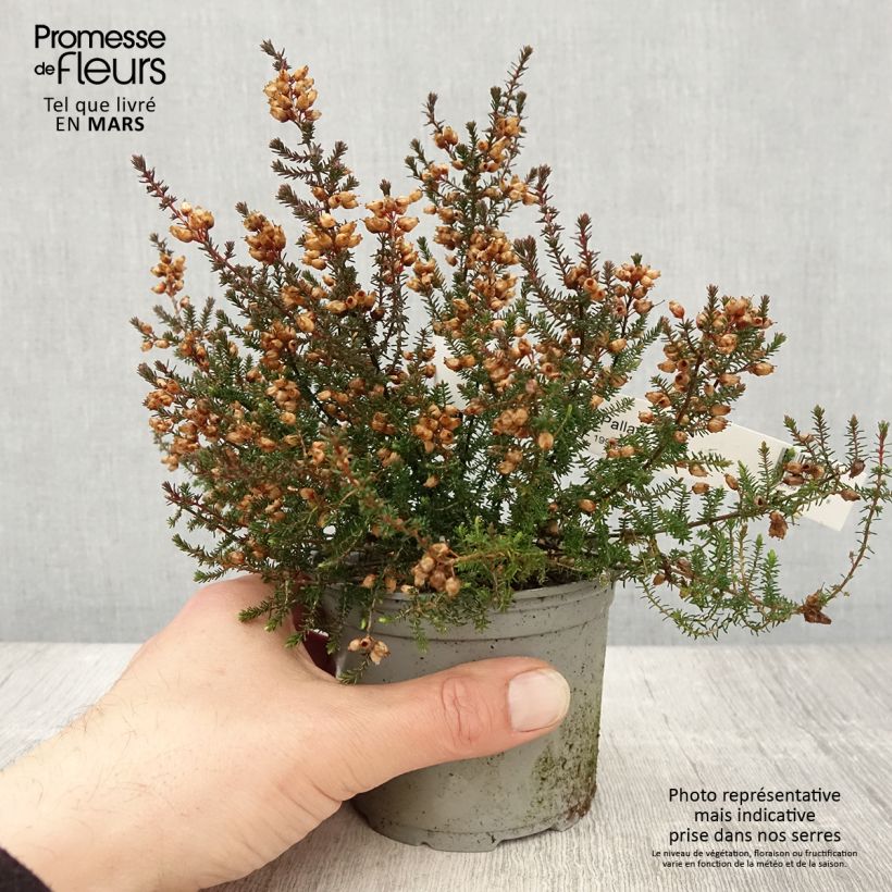 Bruyère cendrée - Erica cinerea Pallas - Pot de 12 cm Ejemplar entregado en la primavera