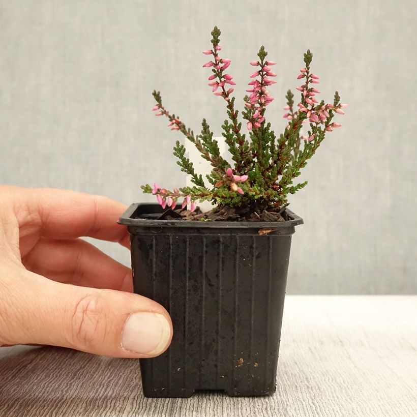 Ejemplar de Bruyère d'été - Calluna vulgaris Dark Beauty Godet de 8/9 cm entregado en otoño