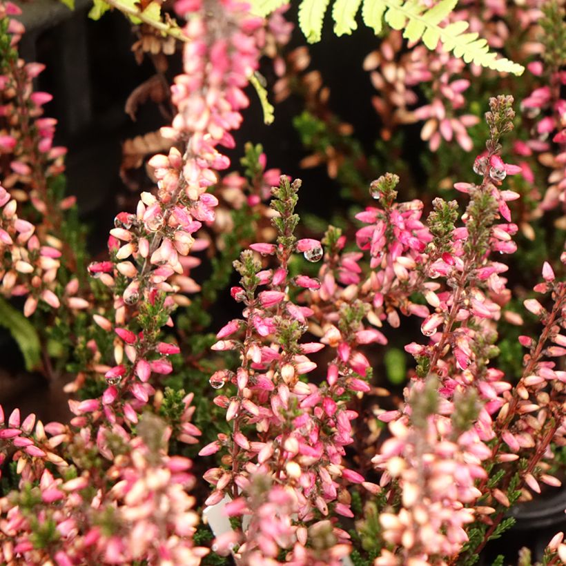 Calluna vulgaris Dark Beauty - Brecina (Floración)