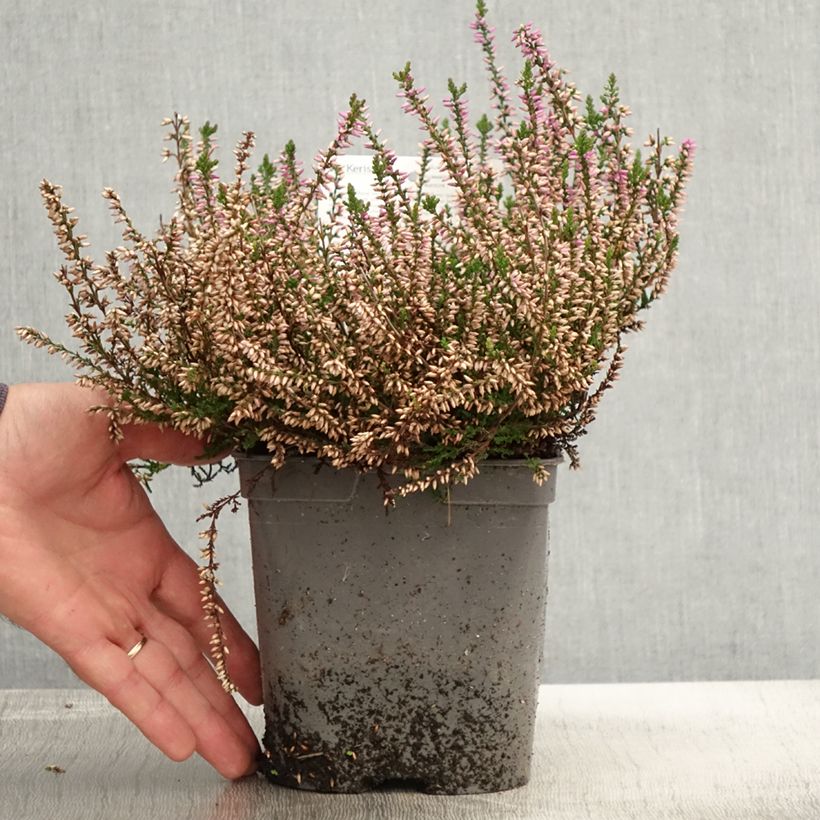 Ejemplar de Bruyère d'été - Calluna vulgaris Marleen  Pot de 2L/3L entregado en otoño