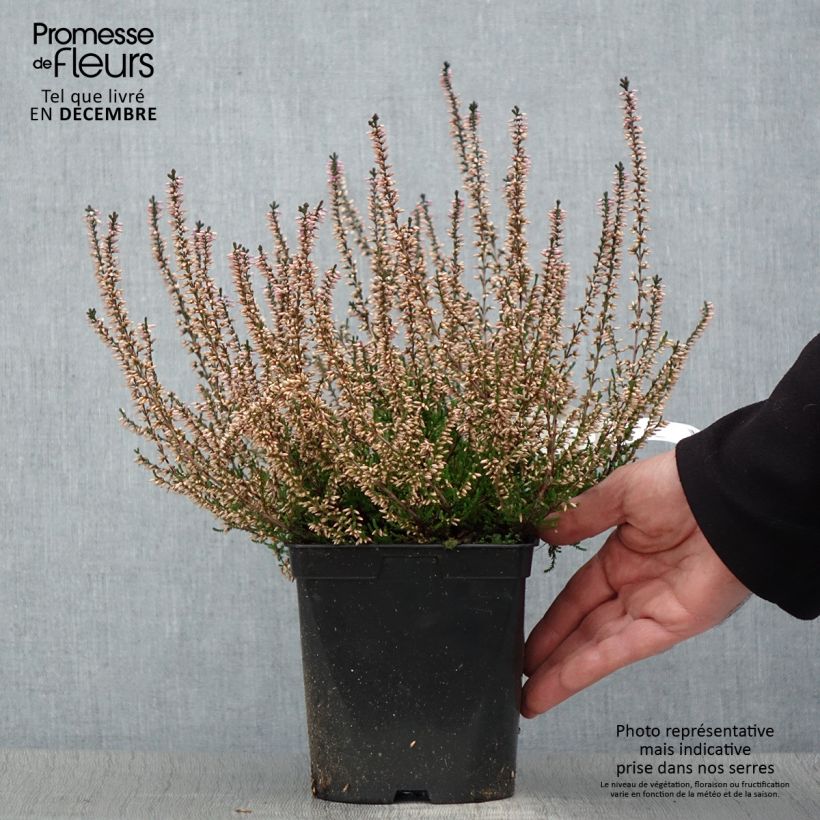 Bruyère d'été - Calluna vulgaris Marleen  Pot de 2L/3L Ejemplar entregado en invierno