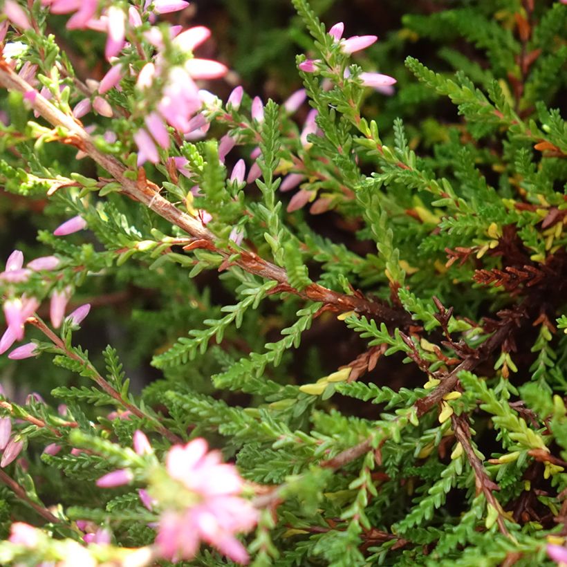 Calluna vulgaris Marleen - Brecina (Follaje)