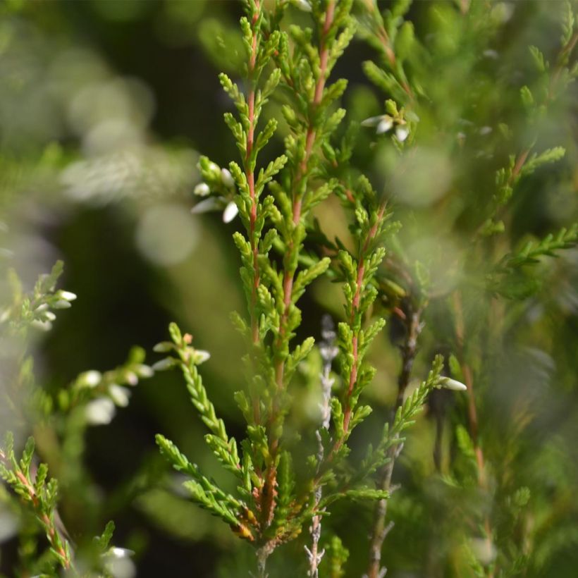 Calluna vulgaris Marlies - Brecina (Follaje)