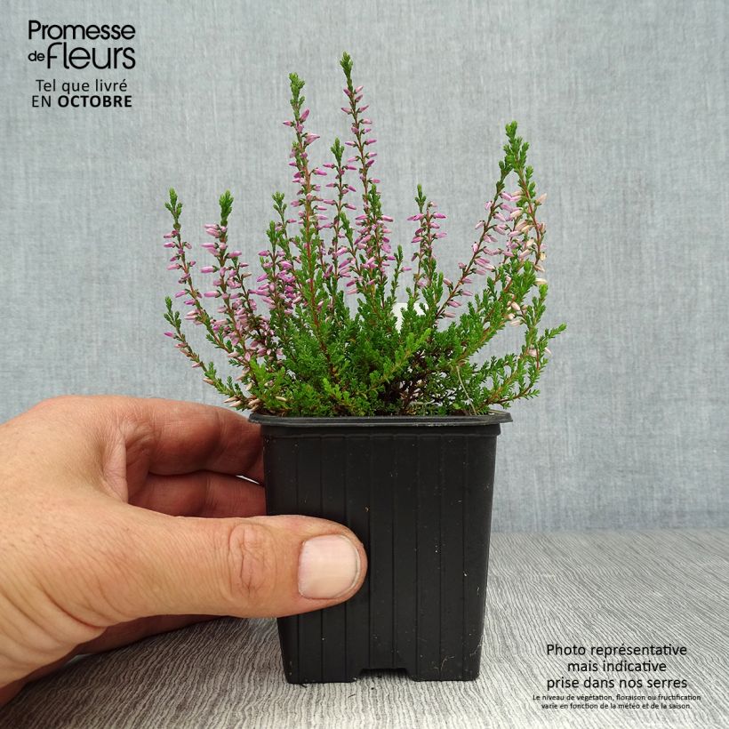 Ejemplar de Bruyère d'été - Calluna vulgaris Marlies Godet de 8 cm entregado en otoño