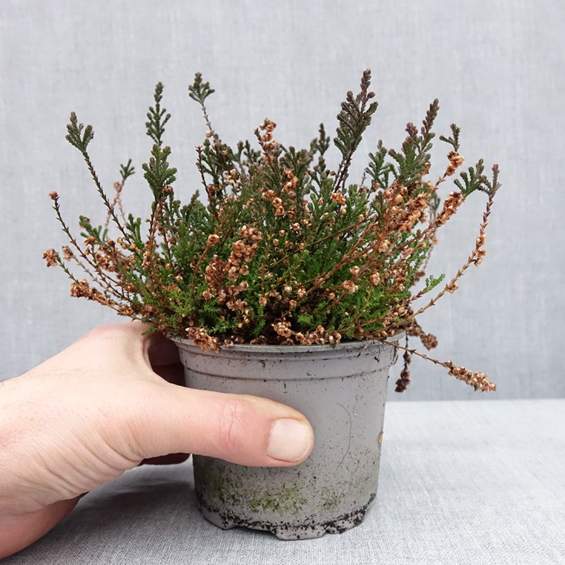 Calluna vulgaris Radnor - Brecina Maceta de 12 cm / 13 cm Ejemplar entregado en invierno