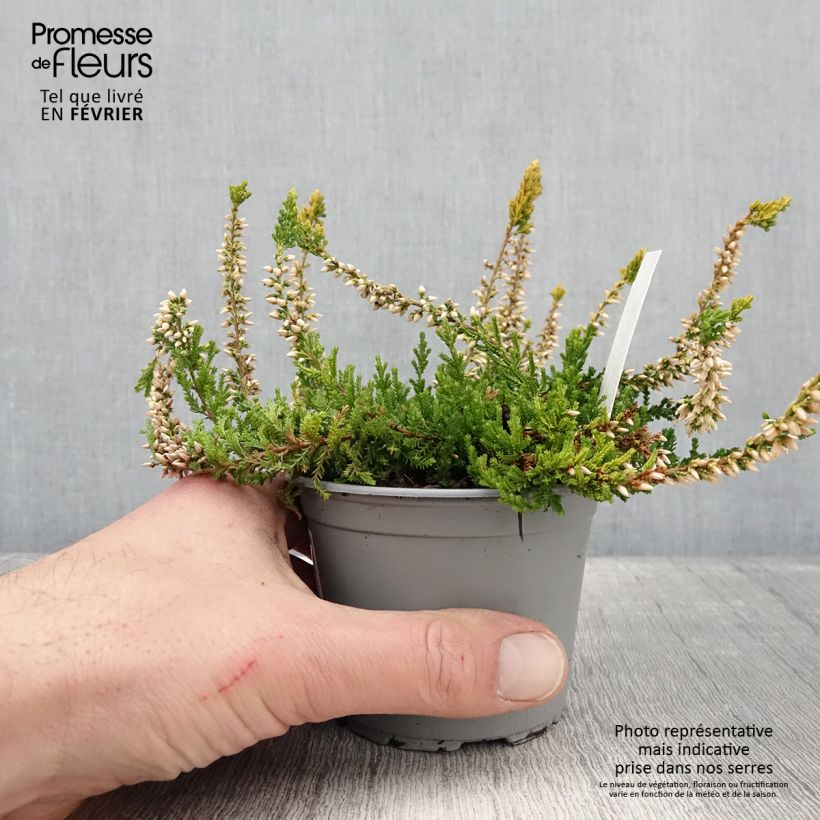 Bruyère d'été - Calluna vulgaris Sandy  Pot de 2L/3L Ejemplar entregado en invierno