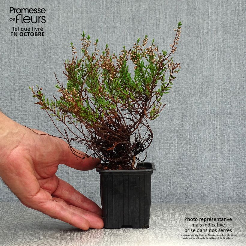 Ejemplar de Calluna vulgaris Spring Torch - Brecina entregado en otoño