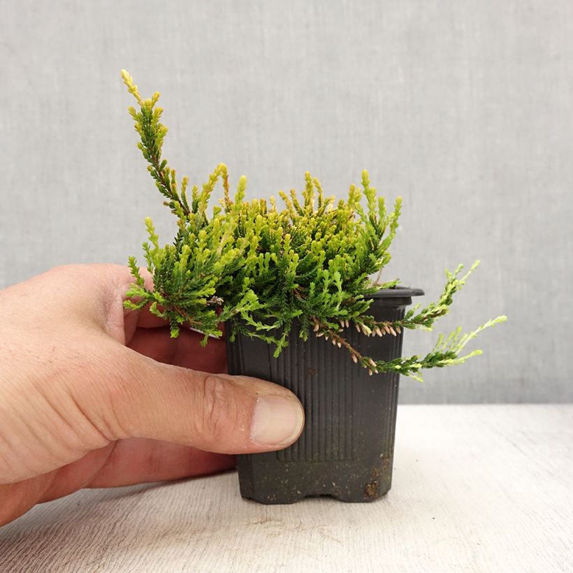 Bruyère d'été - Calluna vulgaris Theresa - Godet de 8/9 cm Ejemplar entregado en la primavera