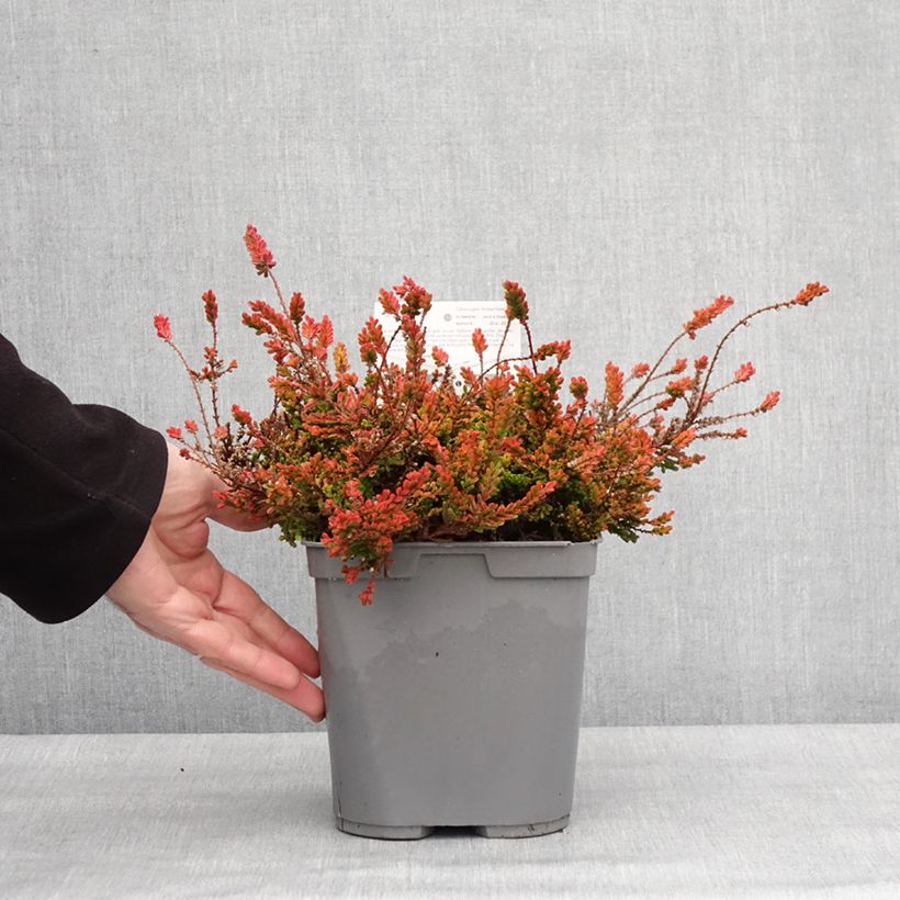 Calluna vulgaris Wickwar Flame - Brecina Maceta 2L/3LAltura de entrega aprox. 10/15cm Ejemplar entregado en invierno