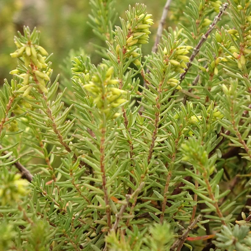 Erica darleyensis Aurélie Bregeon - Brezo rosado (Follaje)