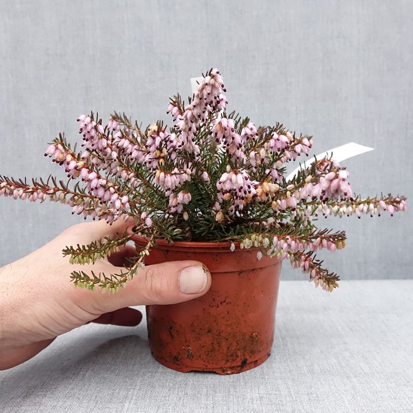 Erica darleyensis Aurélie Bregeon - Brezo rosado Maceta 1L/1,5L Ejemplar entregado en invierno