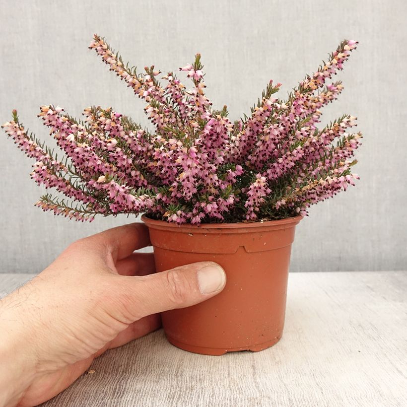 Erica darleyensis Furzey - Brezo rosado Maceta 1L/1,5L Ejemplar entregado en la primavera