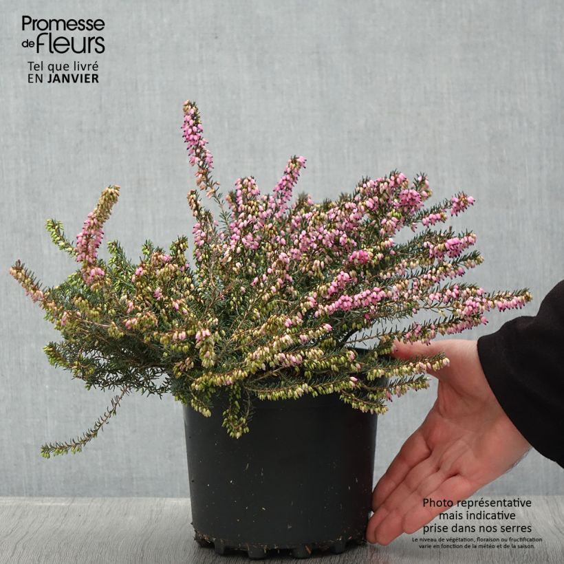 Bruyère de Darley - Erica darleyensis Furzey Pot de 3L/4L Ejemplar entregado en invierno