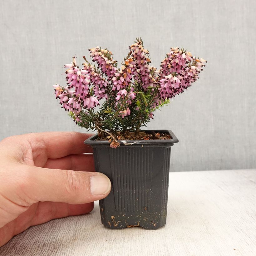 Bruyère de neiges - Erica carnea Ruby Glow - Godet de 8/9 cm Ejemplar entregado en la primavera