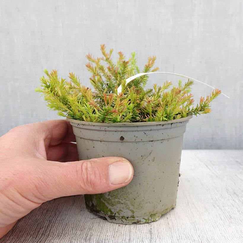 Bruyère des neiges - Erica carnea Foxhollow - Pot de 12 cm Ejemplar entregado en la primavera